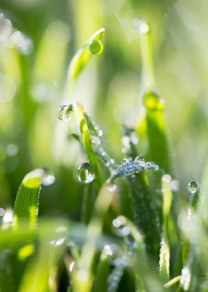 Dauwdruppels op het groene gras — Stockfoto