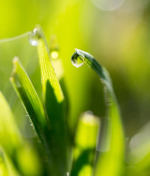 Dauwdruppels op het groene gras — Stockfoto