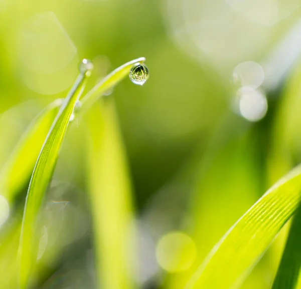 Dauwdruppels op het groene gras — Stockfoto