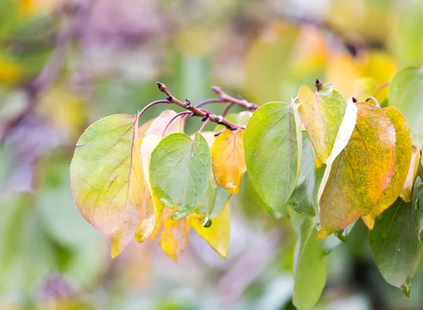 Leaves on a tree in autumn — Stock Photo, Image