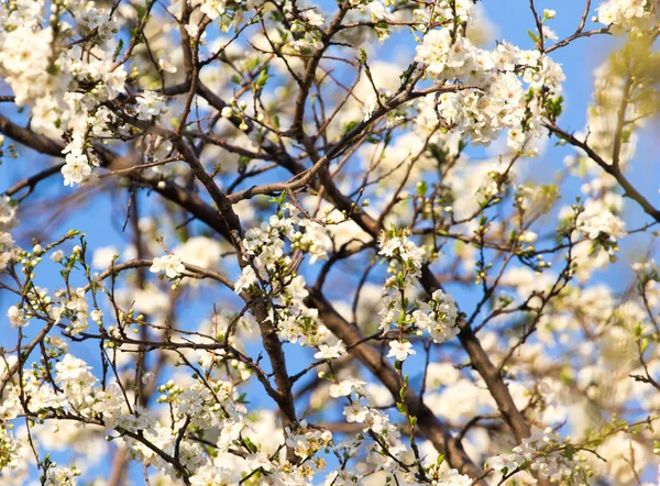 Flores en el árbol contra el cielo azul — Foto de Stock