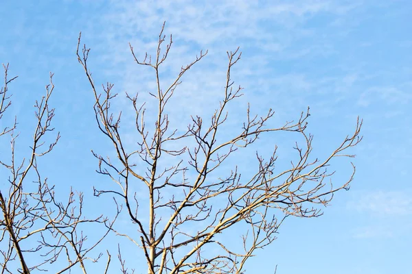 Ramos de árvores sem folhas contra o céu azul — Fotografia de Stock