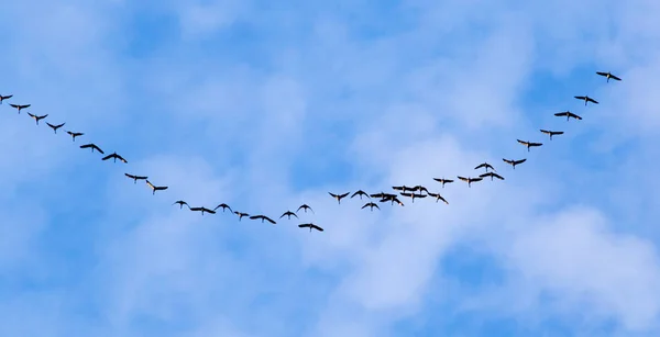 Hattyúcsorda repül a kék ég felé délen. — Stock Fotó