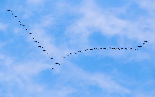 Σμήνος κύκνων που πετούν ενάντια σε ένα γαλάζιο ουρανό στο νότο — Φωτογραφία Αρχείου