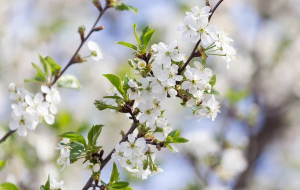 Flowers on the tree against the blue sky — Stock Photo, Image