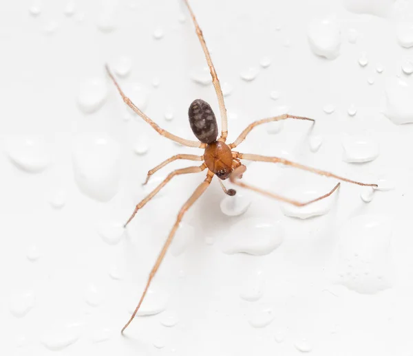 Spinne auf weißem Hintergrund mit Wassertropfen — Stockfoto