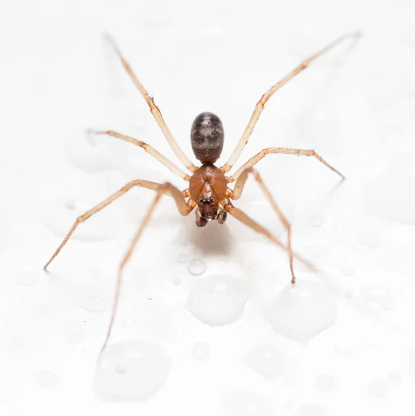 Spinne auf weißem Hintergrund mit Wassertropfen — Stockfoto