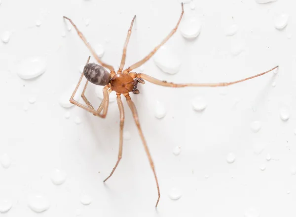 Pavouk na bílém pozadí s kapkami vody — Stock fotografie