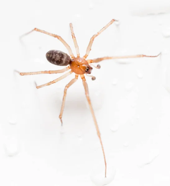Aranha em um fundo branco com gotas de água — Fotografia de Stock