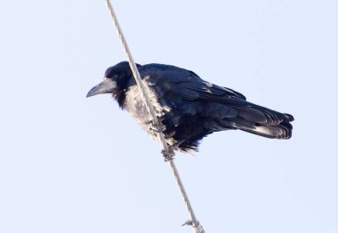 doğada bir elektrik kablosu üzerinde karga