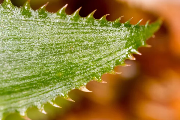 Pineapple leaf as a background. macro — Stock Photo, Image