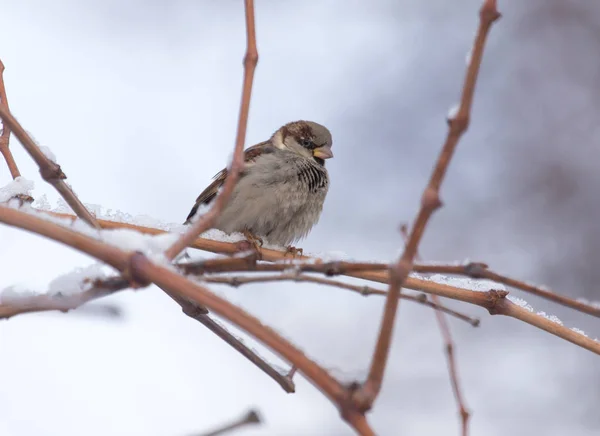 Sparrow op een boom tegen de blauwe lucht — Stockfoto