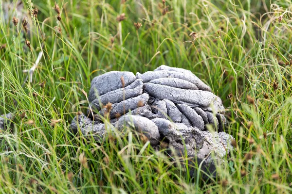 Cow dung in the grass — Stock Photo, Image