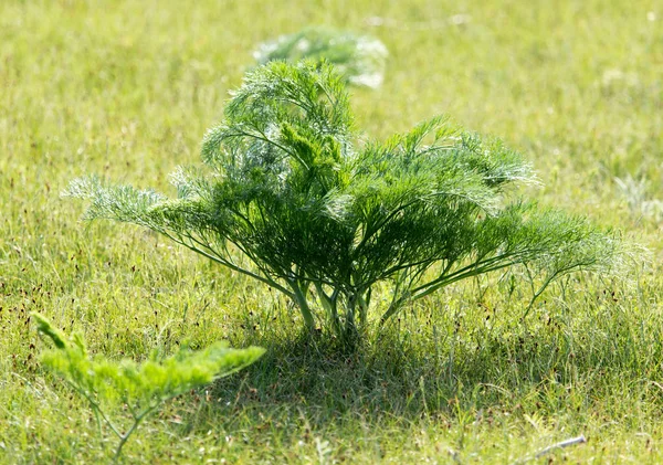 Grüne Karottenspitzen in der Wildnis auf die Natur — Stockfoto