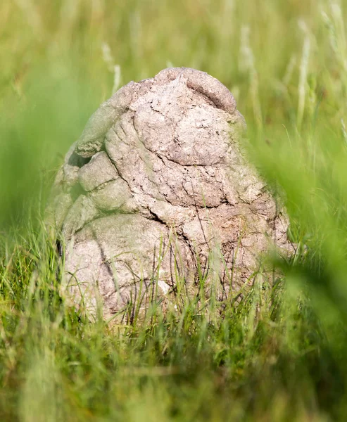 Cow dung in the grass — Stock Photo, Image