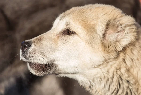 Porträtt av en hund på naturen — Stockfoto