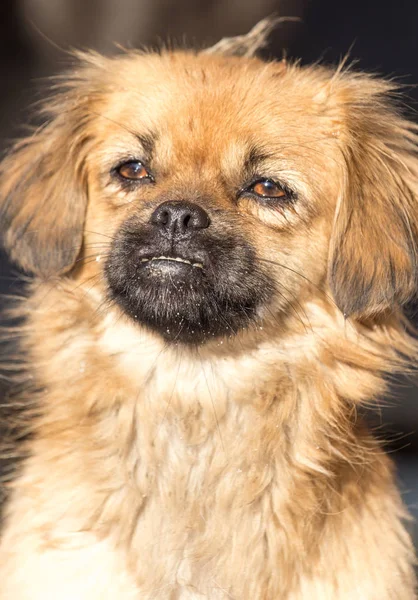 Portrait of a dog on the nature — Stock Photo, Image