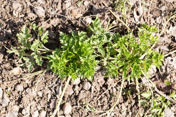 Unga persilja i trädgården på natur — Stockfoto