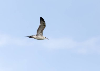 gökyüzünde uçan martı