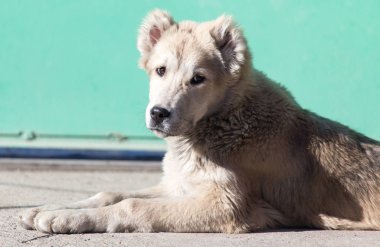 Doğadaki bir köpeğin portresi.