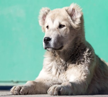 Doğadaki bir köpeğin portresi.