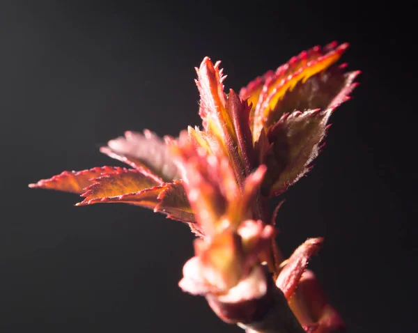 Las hojas pequeñas rojas sobre la rama en primavera. primer plano — Foto de Stock