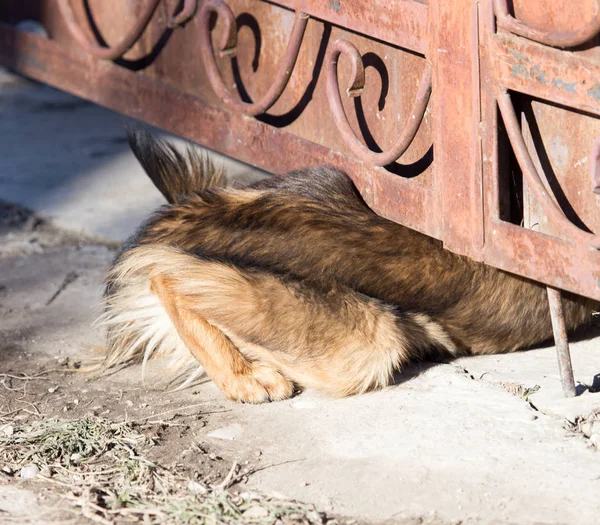 Hund kriecht unter Zaun — Stockfoto