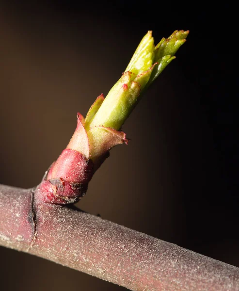 Brote joven en el árbol — Foto de Stock