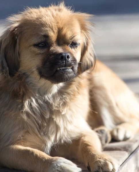 Ritratto di un cane sulla natura — Foto Stock