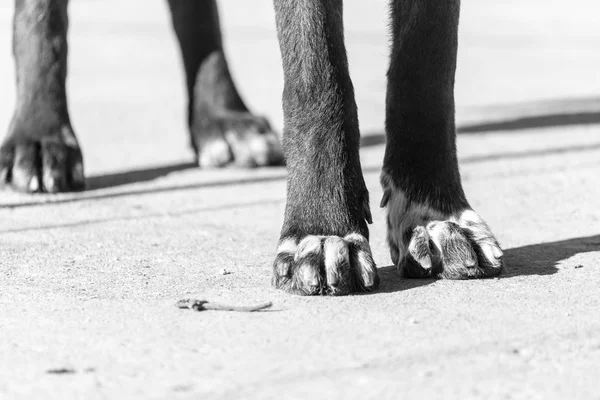 Paw hund på naturen — Stockfoto