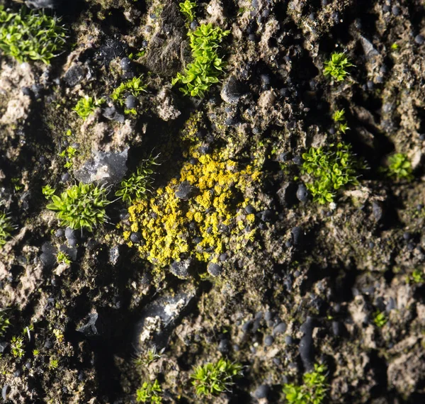 Muschio verde sulla natura. primo piano — Foto Stock