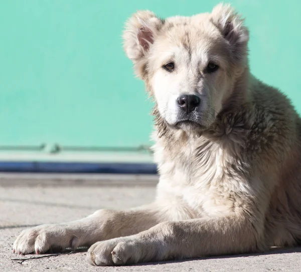 Doğadaki bir köpeğin portresi. — Stok fotoğraf