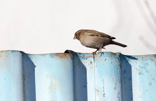 Passero sulla recinzione sulla natura — Foto Stock