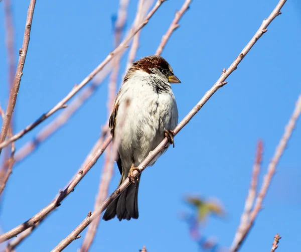 Bruant sur un arbre contre le ciel bleu — Photo