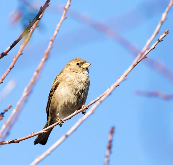 Sparrow on a tree against the blue sky — Stock Photo, Image