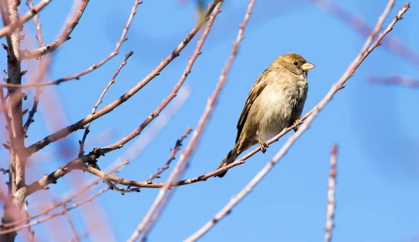 Sparrow op een boom tegen de blauwe lucht — Stockfoto