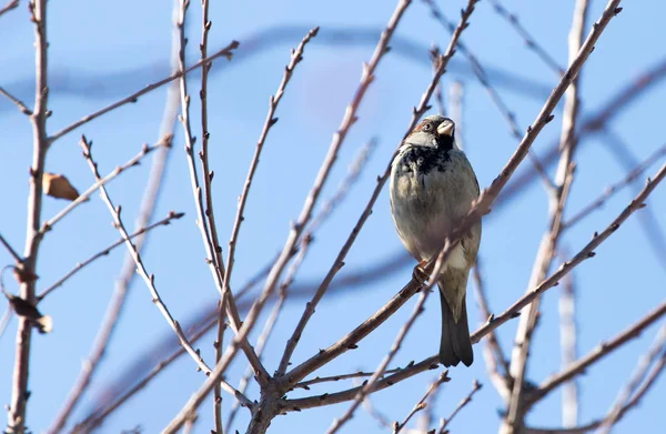Sparrow op een boom tegen de blauwe lucht — Stockfoto