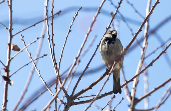 Sparrow on a tree against the blue sky — Stock Photo, Image