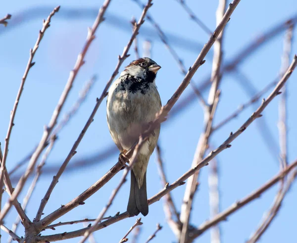 Sparrow op een boom tegen de blauwe lucht — Stockfoto