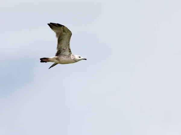 Seagull in flight in the sky — Stock Photo, Image