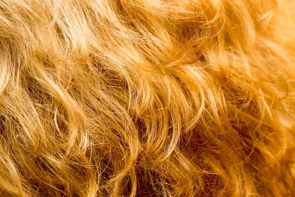 Capelli come sfondo. texture — Foto Stock