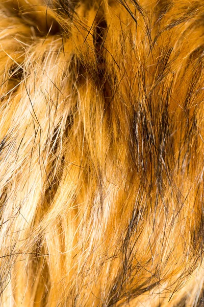 Fur animal as a background. texture — Stock Photo, Image