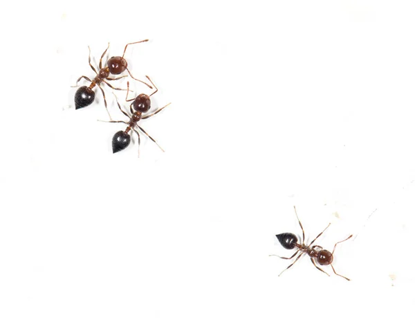 Ants on a white wall. close — Stock Photo, Image