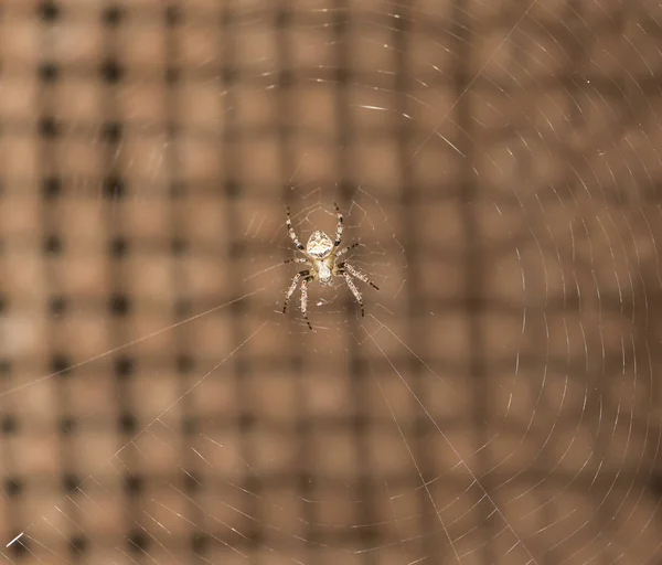 Araña en la naturaleza. cerrar —  Fotos de Stock