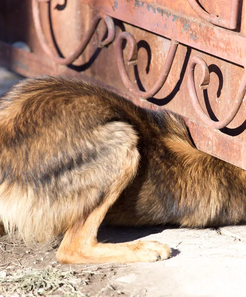 Dog crawls under the fence — Stock Image Dog crawls under the fence Royalty Free Stock Photos