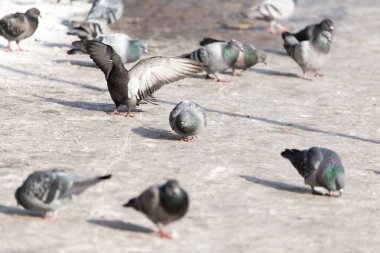 açık havada kar üzerinde güvercin sürüsü