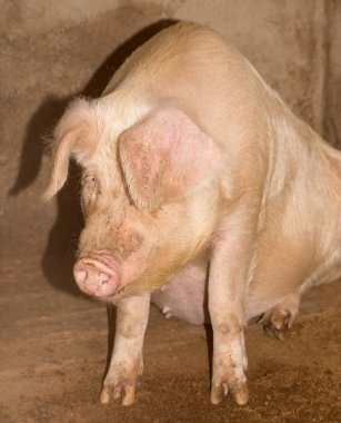 Çiftlikteki bir domuzun portresi