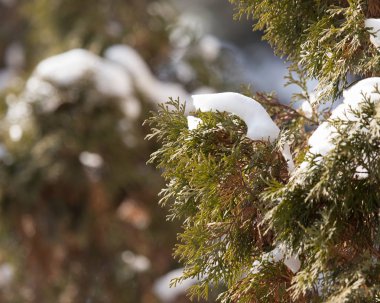 Çam ağacının dallarına kar yağar.