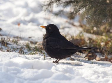 Starling kışın karda