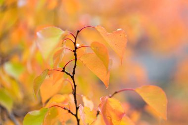 sonbaharda bir ağacın kırmızı yaprakları
